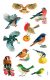 Avery Zweckform Z-Design No. 55713 öntapadó papír matrica - színes madarak mintával - kiszerelés: 3 ív / csomag (Avery Z-Design 55713)